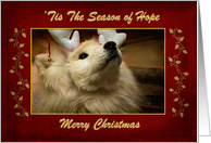 ’Tis The Season of Hope Merry Christmas Samoyed Dog Blank Inside card
