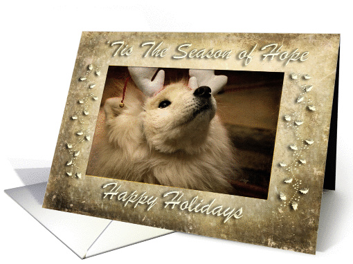 'Tis The Season of Hope Happy Holidays Samoyed Dog Blank Inside card