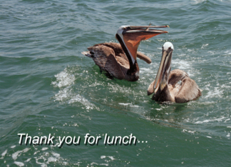 Thank you for lunch