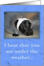 Under the Weather Dog - Get Well card