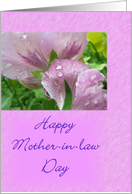 Mother-in-Law Day card