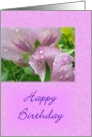 Happy Birthday card