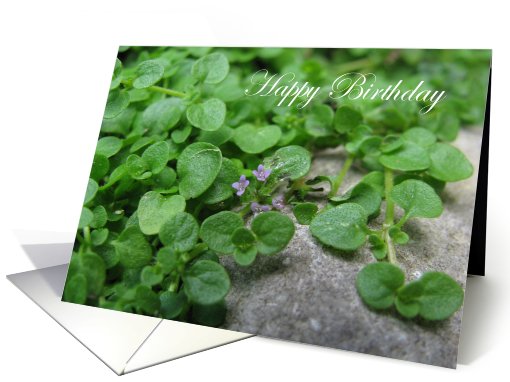 Happy Birthday Mint card (494354)