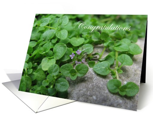 Congratulations Mint card (494359)