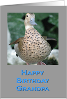 Birthday Duck for Grandpa card