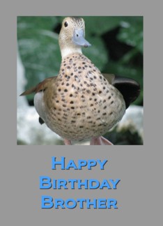 Birthday Duck for...