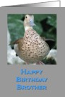 Birthday Duck for Brother card