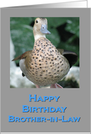 Birthday Duck for Brother-in-Law card