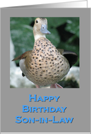 Birthday Duck for Son-in-law card