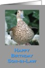 Birthday Duck for Son-in-law card