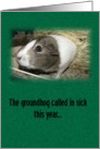 Guinea Pig Day card