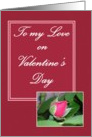 To my Love on Valentine’s Day Rose card