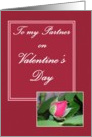 To my Partner on Valentine’s Day Rose card