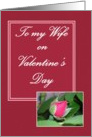 To my Wife on Valentine’s Day Rose card