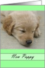 New Arrival Puppy card