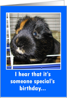 Someone Special Birthday Guinea Pig card