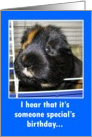 Someone Special Birthday Guinea Pig card