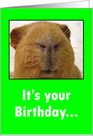 It’s your Birthday Guinea Pig card