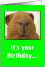 It’s your Birthday Guinea Pig card