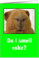 Do I smell cake? Birthday, Guinea Pig card
