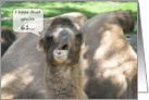 Happy 61st Birthday Camel card