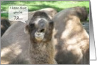 Happy 72nd Birthday Camel card
