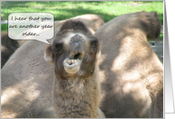 Happy Birthday Another Year Older Camel card