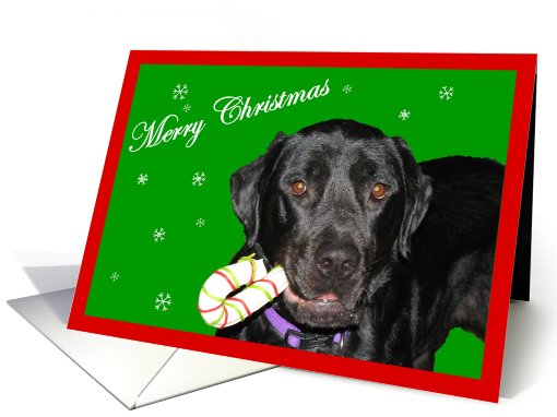 Merry Christmas Black Lab card (716101)