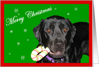 Merry Christmas Black Lab card