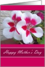 Happy Mother’s Day - Geranium card