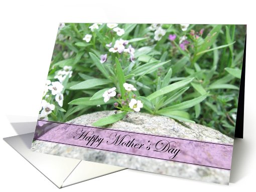 Happy Mother's Day - Alyssum card (802826)