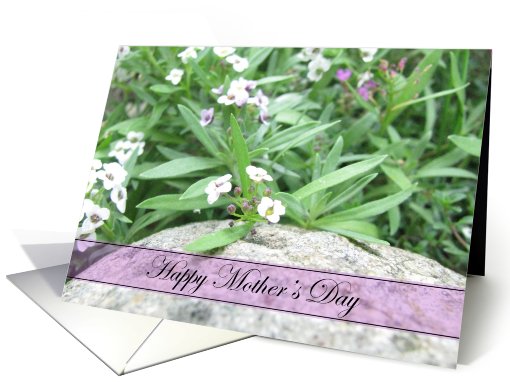 Mother's Day - Alyssum card (802835)