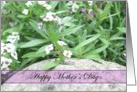 Mother’s Day - Alyssum card
