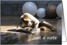 Just a Note - Spider Monkey card