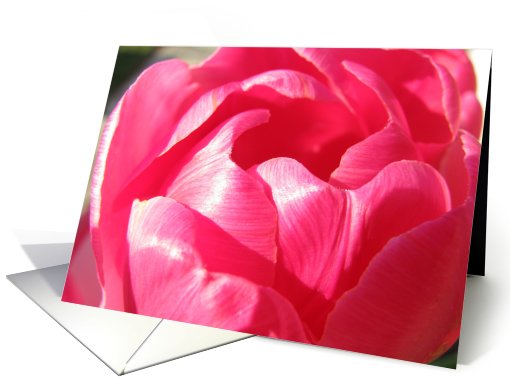 Pink Tulip Petals card (802861)