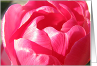 Pink Tulip Petals card