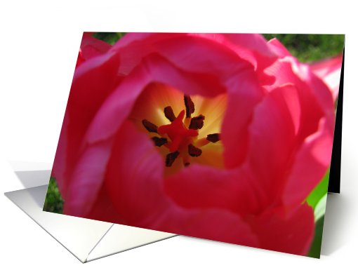 A Look Inside a Tulip card (802863)