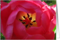 A Look Inside a Tulip card