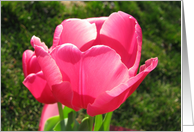 Spring Tulip card