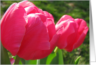 Pink Spring Tulips card