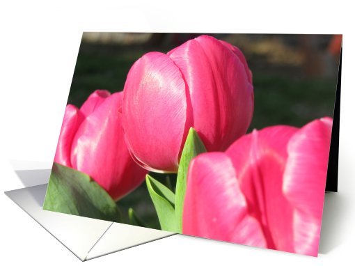 Pink Spring Tulips Blank card (803482)