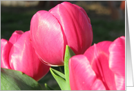 Pink Spring Tulips Blank Card