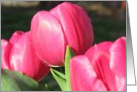 Pink Spring Tulips Blank Card