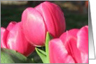 Pink Spring Tulips Blank Card