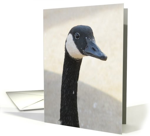 Canada Goose card (803492)