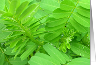 Green Foliage card