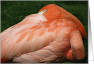 Pink Flamingo card