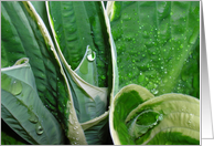 Hosta and raindrops card