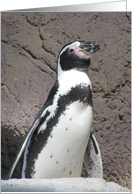 Penguin card