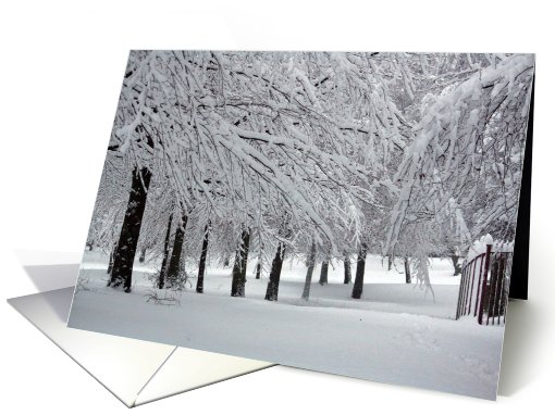 Trees and Snow card (549411)